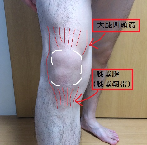 スポーツ選手に多い繰り返しのジャンプ動作で起きる膝の痛み ジャンパー膝とは 津市おざき鍼灸接骨院