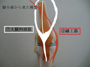 膝を動かしている筋肉は何 内側側副靭帯損傷とは 津市おざき鍼灸接骨院